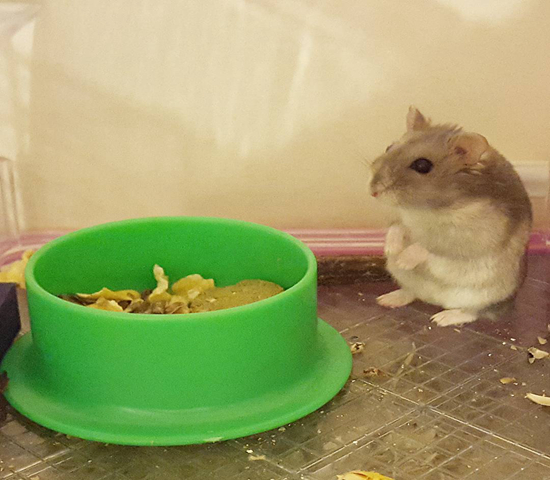 紫仓挑食,紫仓为什么只吃蔬菜