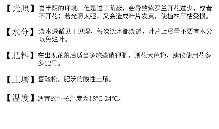 紫罗兰凯斯系列来了！早花百搭带芳香，轻松实现你的切花自由梦