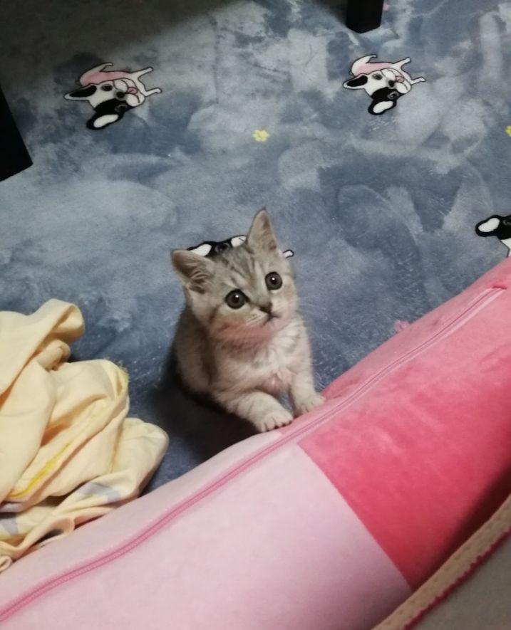 英短1200元靠谱吗,一千元的英短靠谱吗