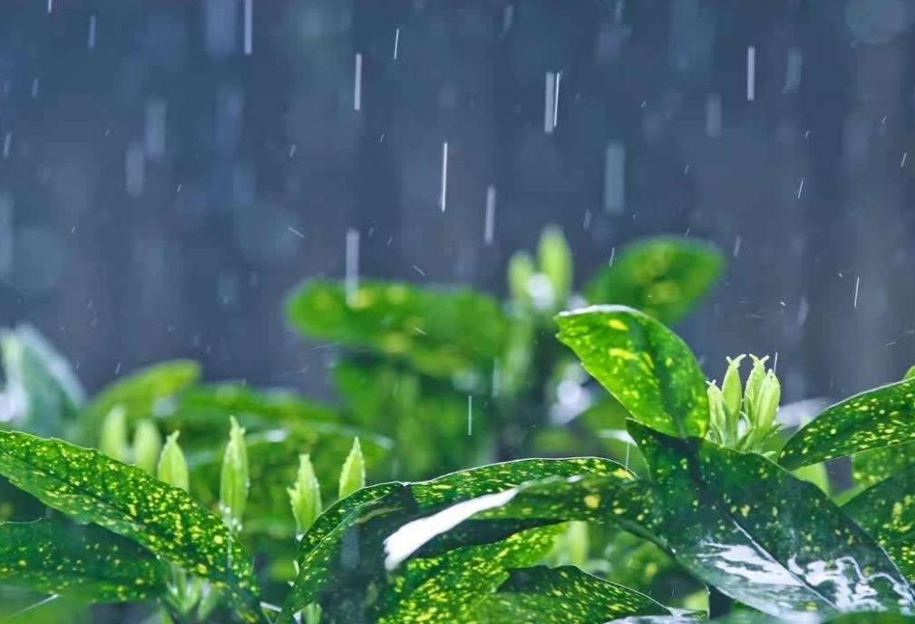 春天湿气重女人不除湿易被妇科病缠身