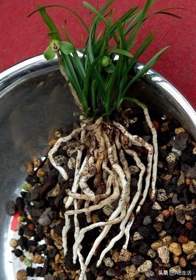 每日一品～中国兰花～春兰茗品～美芬荷