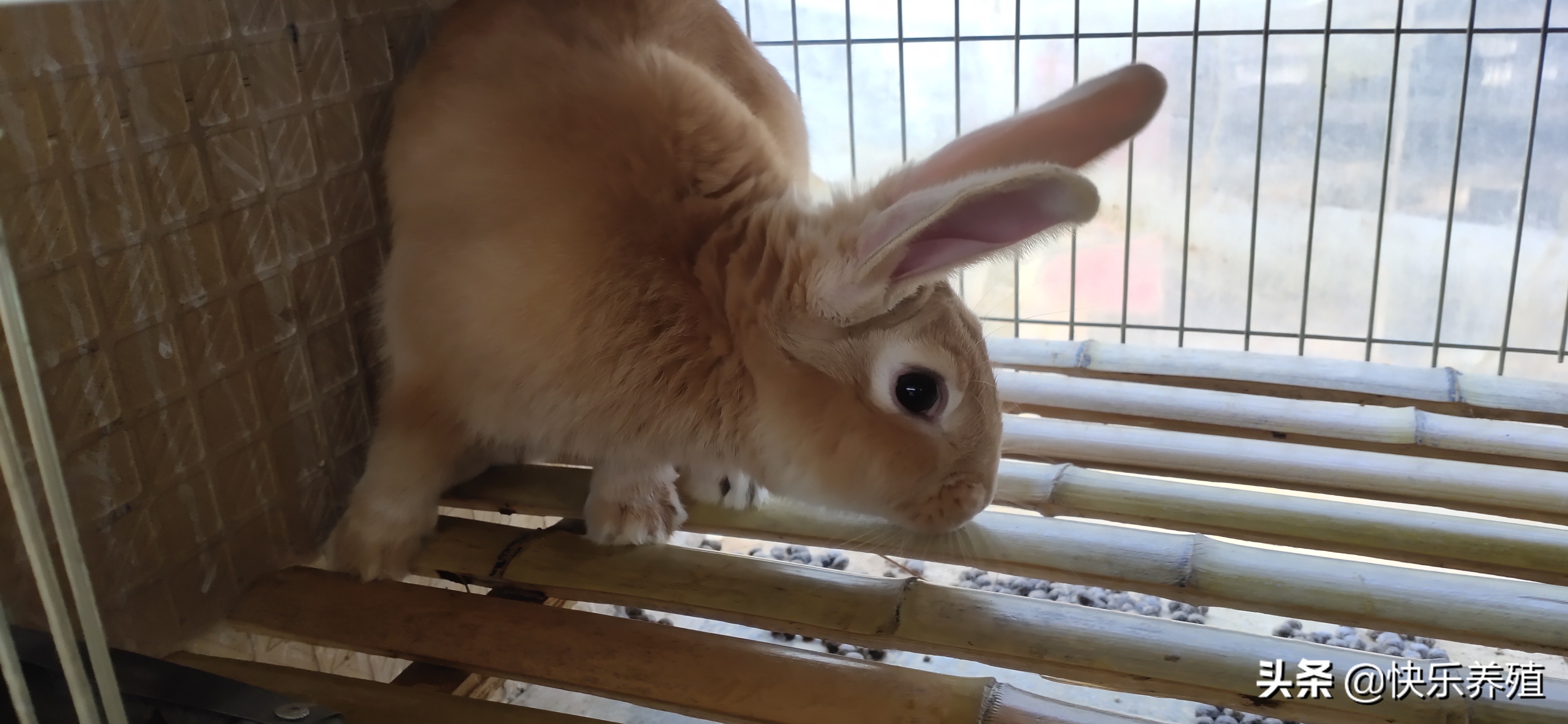 养兔需要准备什么,初学者养兔必知管理方法
