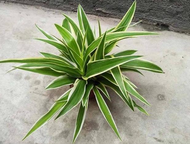 家庭盆栽金边吊兰的养护方法,金边吊兰怎么养才能更旺盛长得快