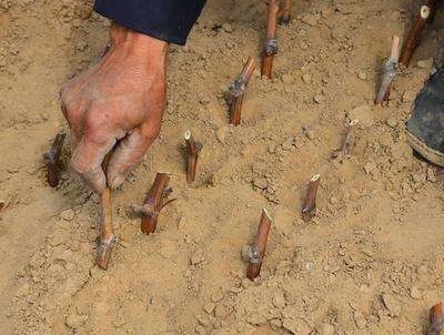 葡萄扦插选择多大的无纺布育苗袋,冬季葡萄营养袋扦插育苗