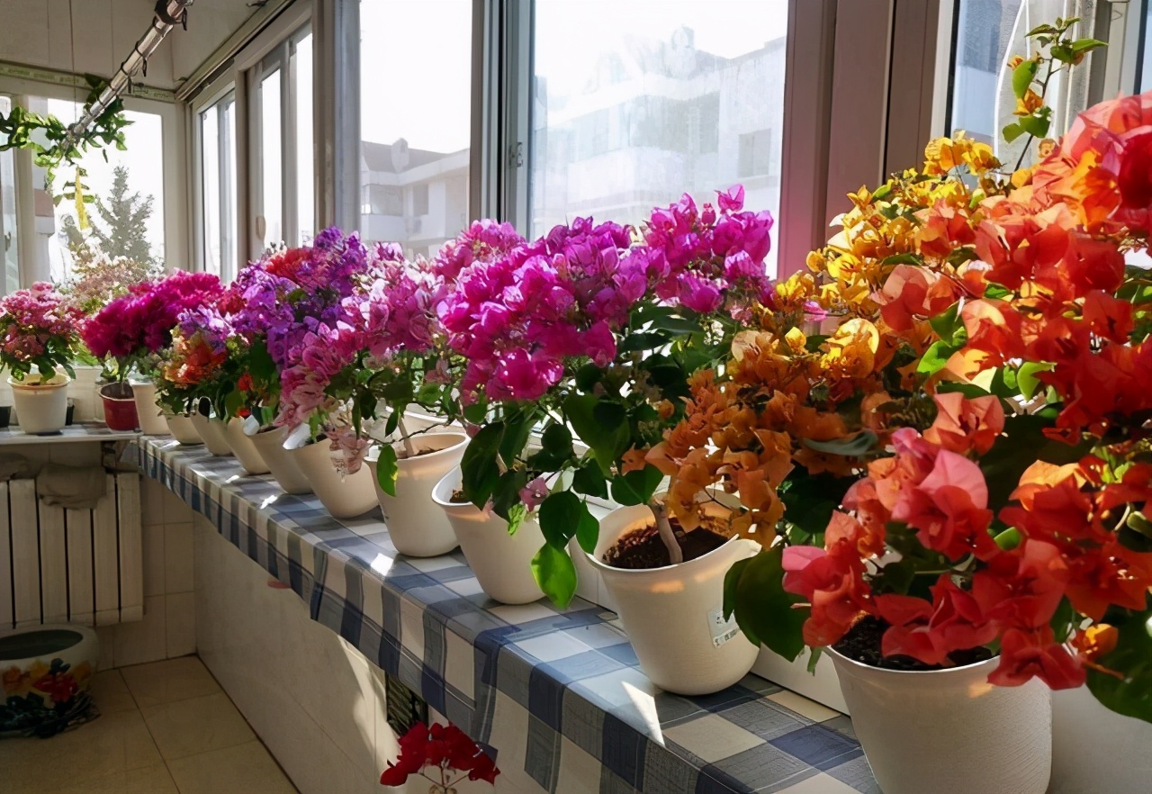 花店买花怎么选划算,花店买花一般怎么买