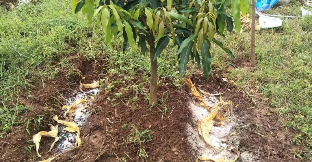 芒果出梢后管理,芒果结果后管理技术与用药