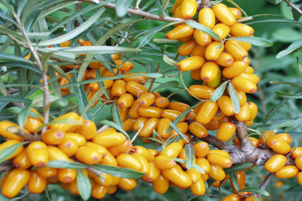 现在冬天露脚踝的怎么少了,以前冬天露脚脖现在怎么样了