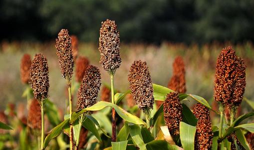 最健康酒,山西汾酒杏花村是纯粮酒吗
