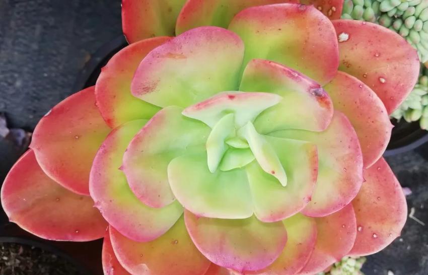 多肉养出状态来有多美?这102种多肉控养上色之后美呆了