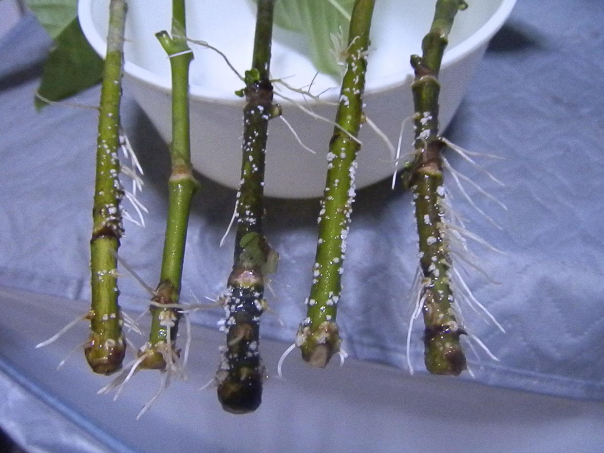 水培栀子花怎么养才开花,栀子花用水培正确养法