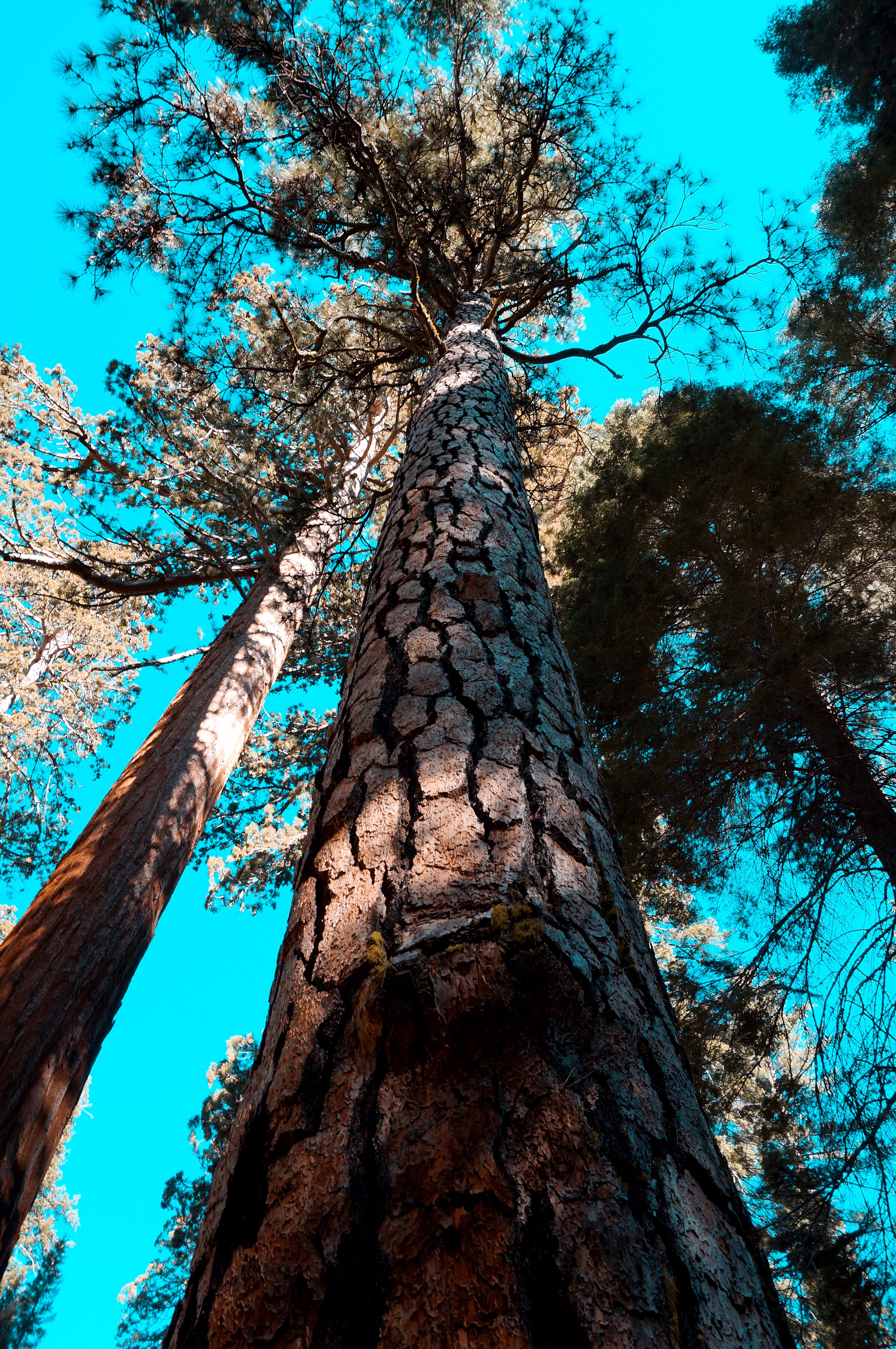 美国优胜美地国家森林公园风光,上帝的伊甸园伊犁