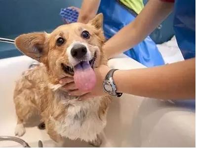 狗子又把自己弄脏了？来看看怎么办吧