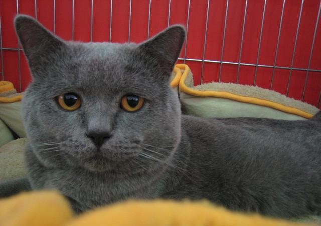 猫咪胡须的动作解释,猫咪胡须一长一短