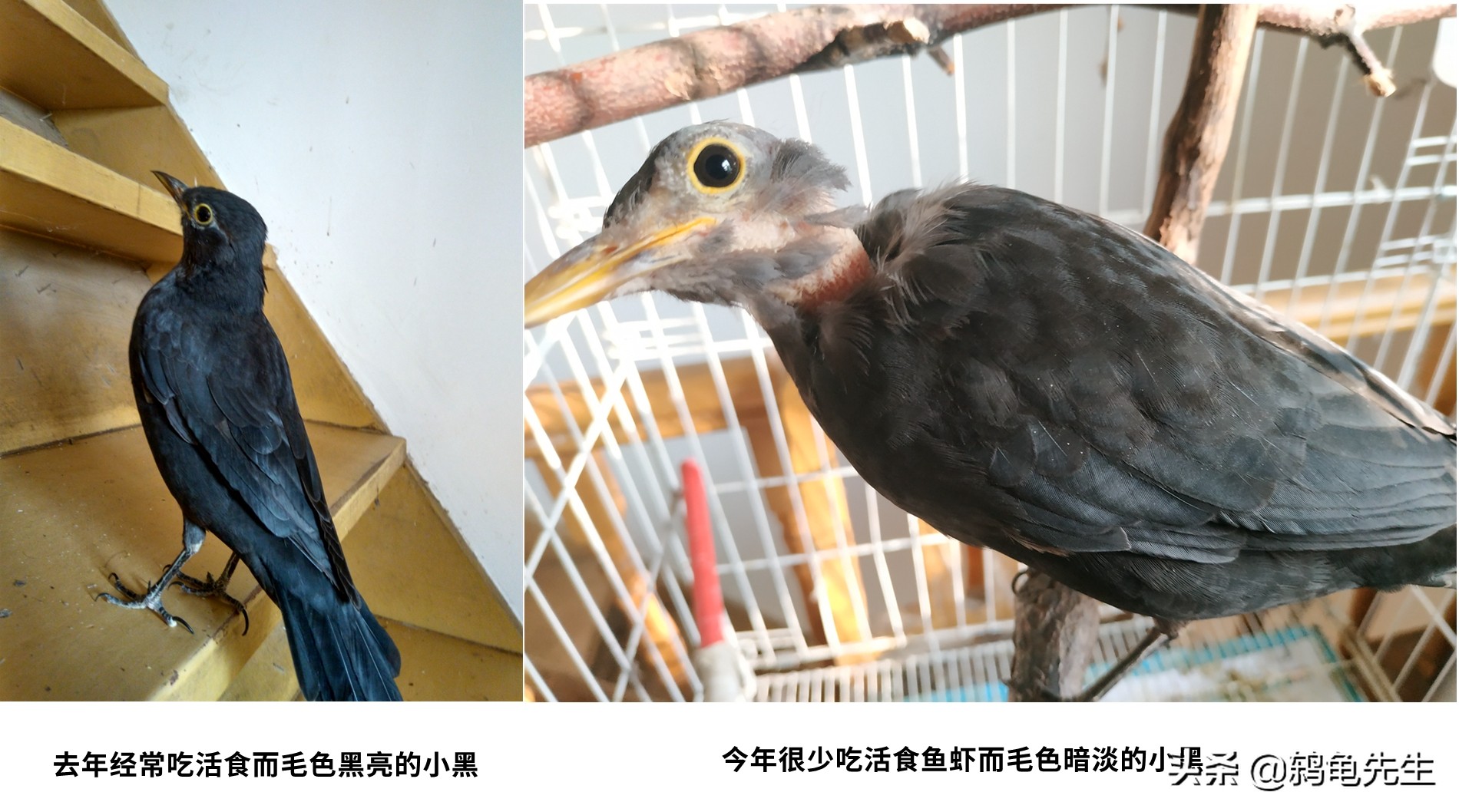 乌鸫幼鸟晚上怎么保暖,乌鸫鸟过冬需要多少度