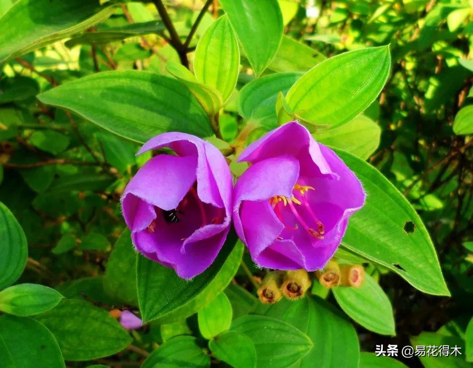 牡丹和观赏牡丹区别,牡丹的形态特征与什么花不同