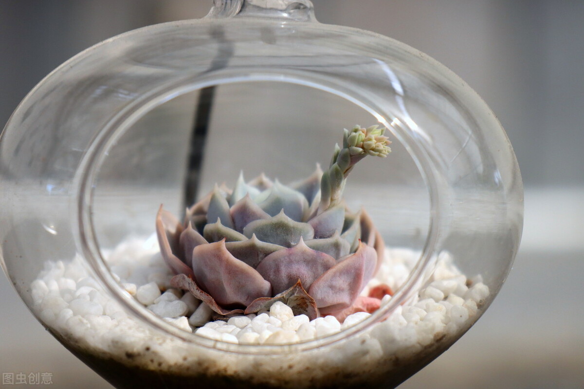 多肉植物有什么症状和注意事项,多肉植物的几种常见病