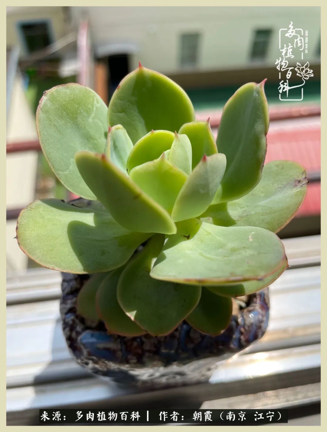 多肉最美的飘枝品种,多肉最美老桩