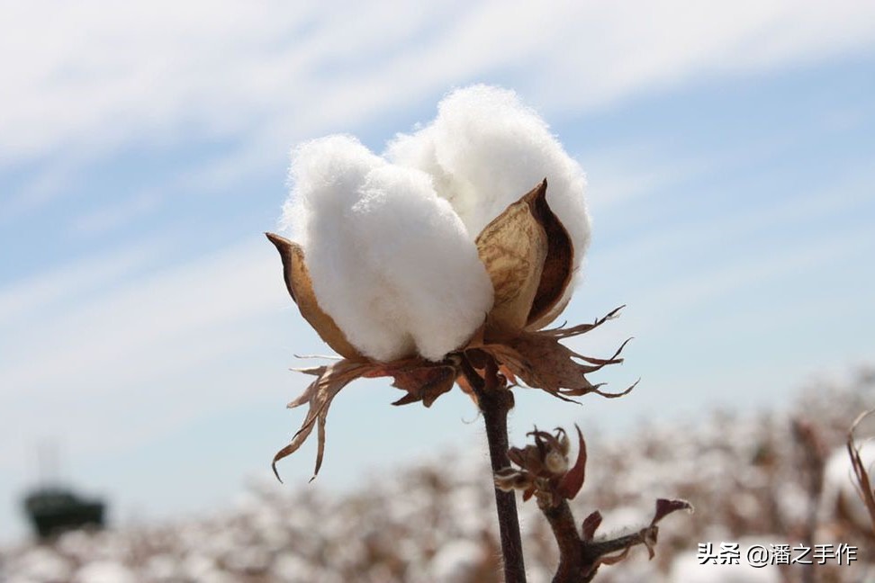 为什么纯棉t恤容易缩水变形,为什么纯棉t恤会烂一些小洞