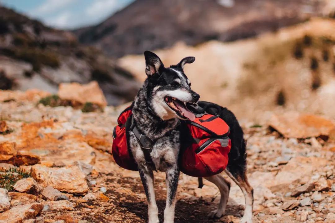 大型犬如何让狗注意力集中,狗狗腿短怎么办
