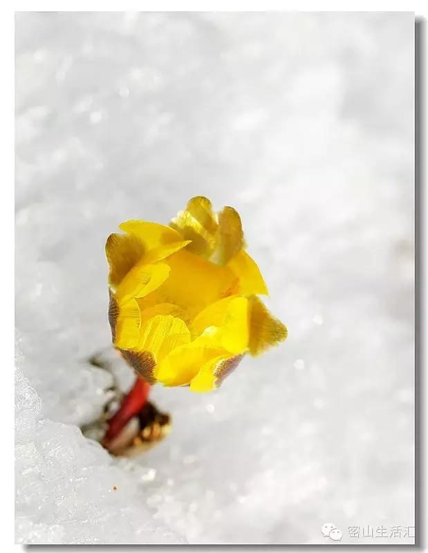 东北的冰凌花视频,东北的冰凌花有什么功效