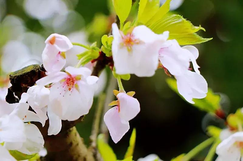 抚州樱花景区,抚州看樱花的地方