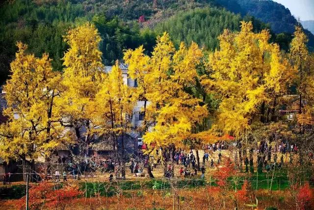 最美银杏秋景自驾攻略,杭州银杏树旅游攻略
