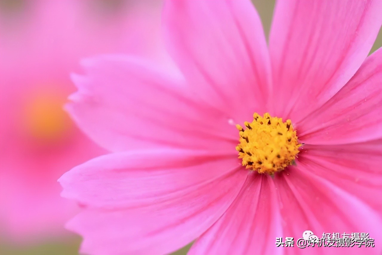 索尼全画幅适马和腾龙怎么选,腾龙和适马镜头哪个适合索尼微单