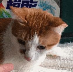 小心，猫咪露出肚皮让你撸，这其实是陷阱