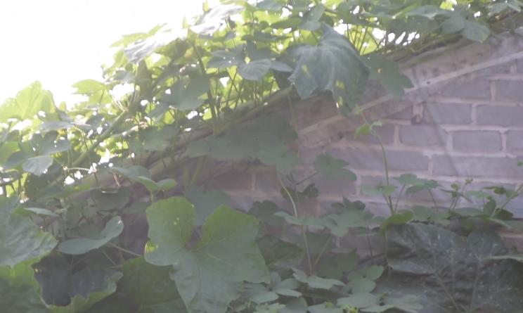 大面积种南瓜如何整枝打杈留瓜,地爬贝贝南瓜双蔓整枝怎么留瓜