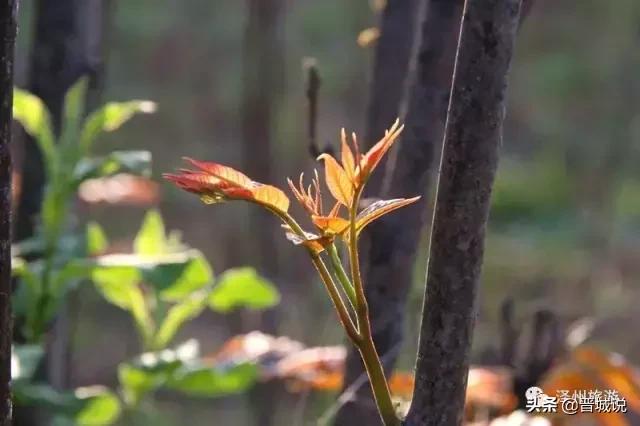 “椿暖花开”来晋城泽州这个村子让你“香椿自由”！