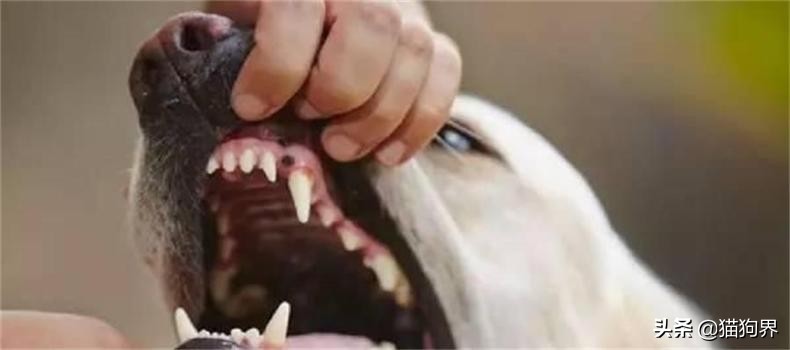 狗狗牙龈的正常颜色及图片,狗狗牙龈处为什么会发红