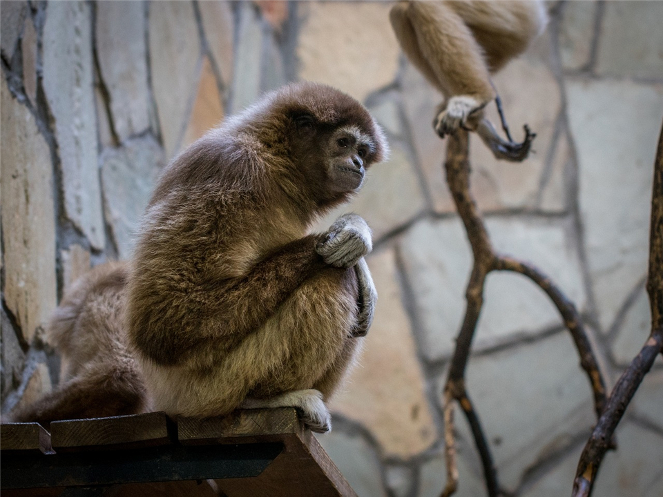 涨姿势世界七大著名心理学效应,动物都可能得抑郁症吗