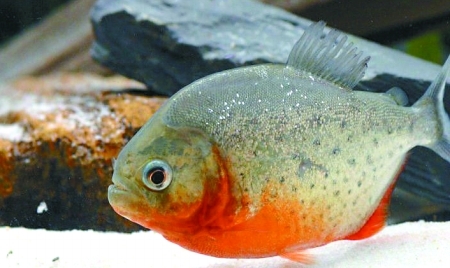 最名贵的水虎鱼排行,水虎鱼多大的好养