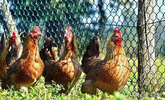 鸡水肿病有哪些症状,鸡肿头怎么处理