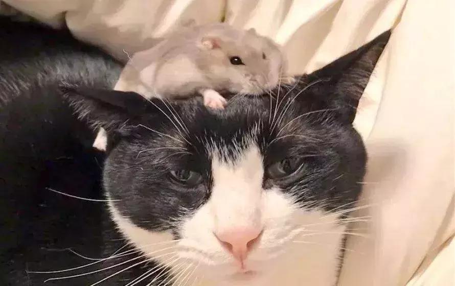 养仓第1步：如何挑选一只健康的仓鼠