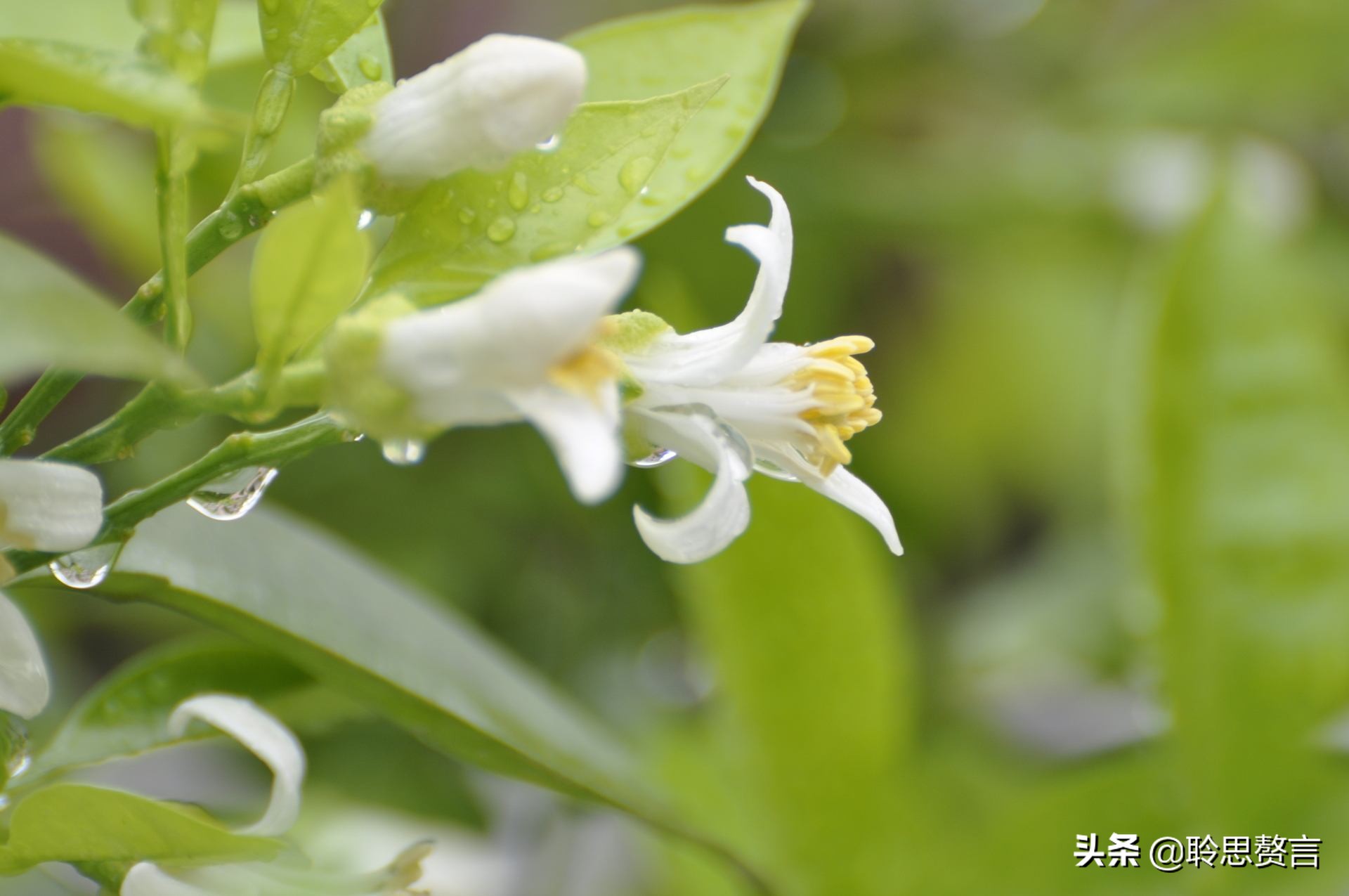 橘柚花诗词精选一十八首蓼岸风多橘柚香，堪怜堪爱还堪惜