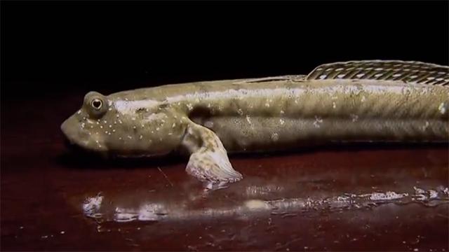 霞浦岐山村做跳跳鱼,霞浦滩涂捕捉跳跳鱼