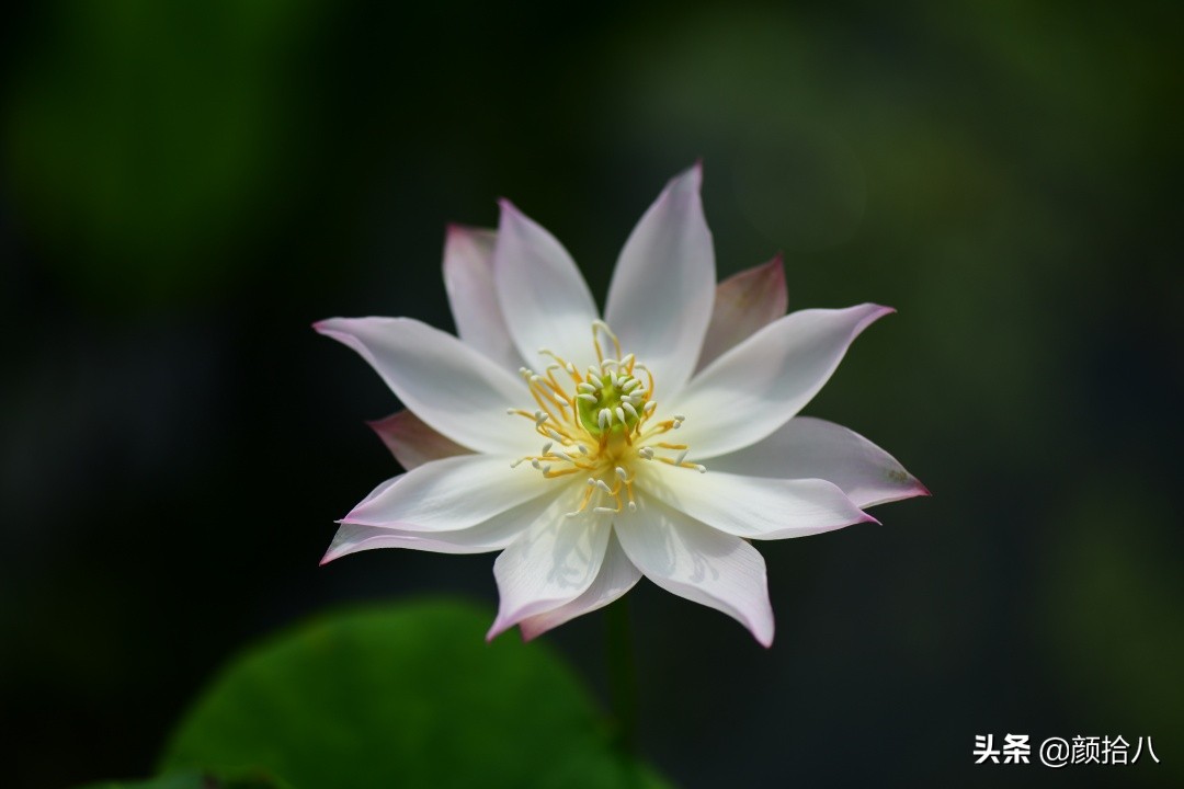 碗莲种藕生长到开花全过程,碗莲种植方法和时间图片