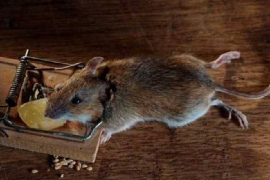 老鼠“糟蹋”饲料袋:防不胜防?哪种灭鼠防治方法更有效、科学?