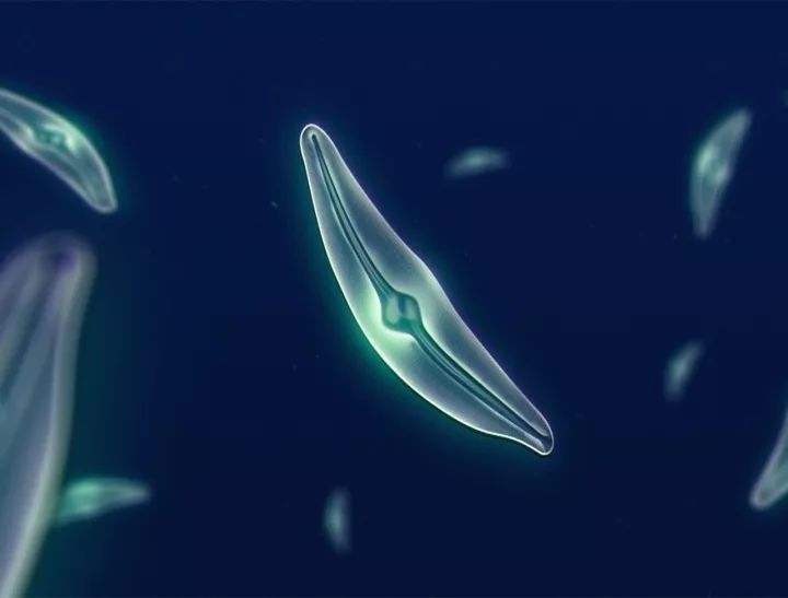 南极从哪里来的最多,南极从哪里开始到哪里结束