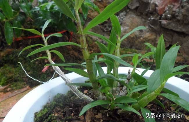 土壤缺少营养怎么补,土壤贫瘠改善