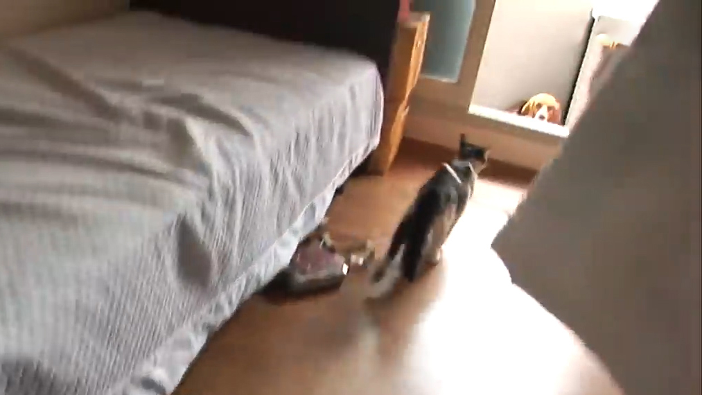 比格犬幼崽被打,比格犬咬猫咪