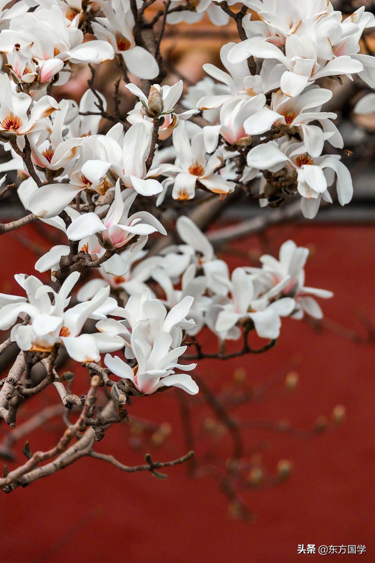 @所有人,周末一起赏玉兰,五处北京玉兰美景