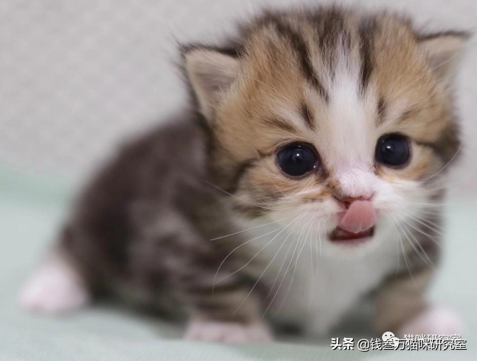 刚生的小猫母猫不在如何照顾,早产没长毛的小猫怎么救活