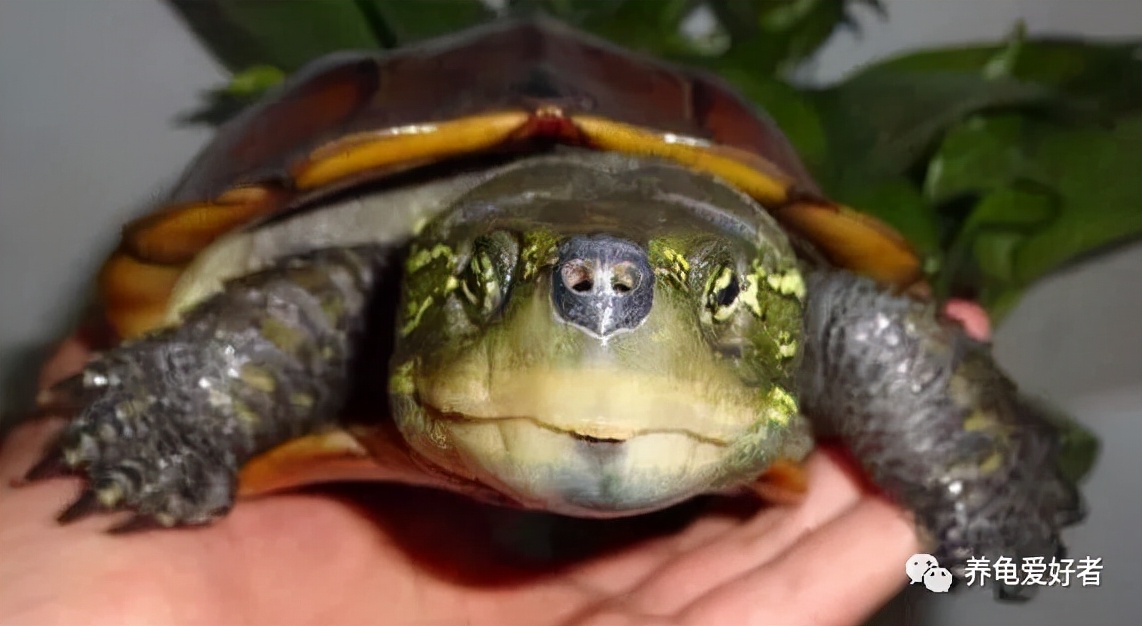 养龟粪便需要及时清理吗,养龟的龟缸有屎怎么快速清理