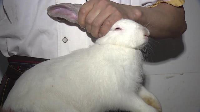 成都开在双子塔里的餐厅,成都最辣餐厅自贡菜