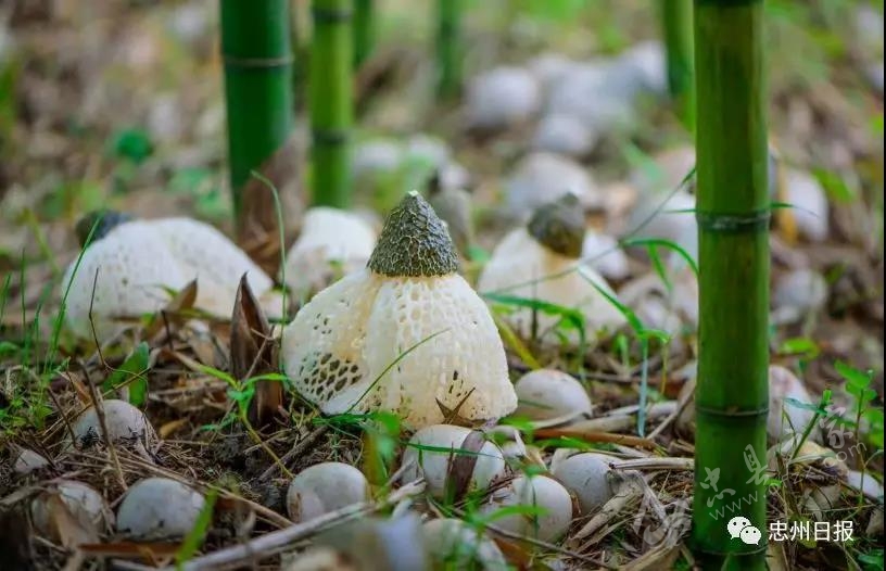 白石山林区生态环境,白石镇竹海