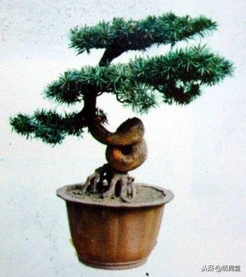 丛林式盆景欣赏,盆景欣赏及制作