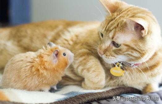 英语原版阅读reading,aletter英语作文翻译