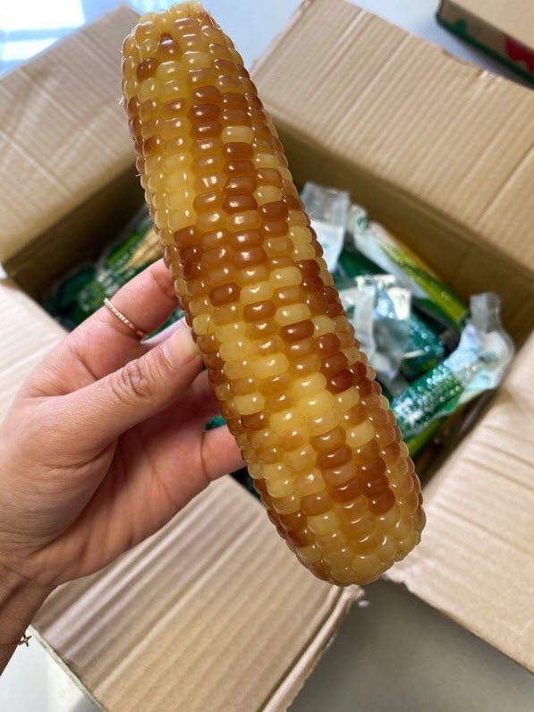 西双版纳香糯小玉米非转基因,云南西双版纳香糯小玉米